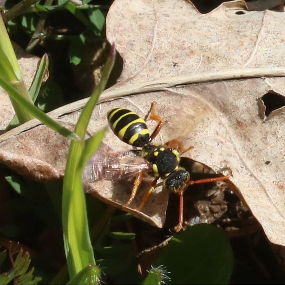 Hembra de Nomada goodeniana