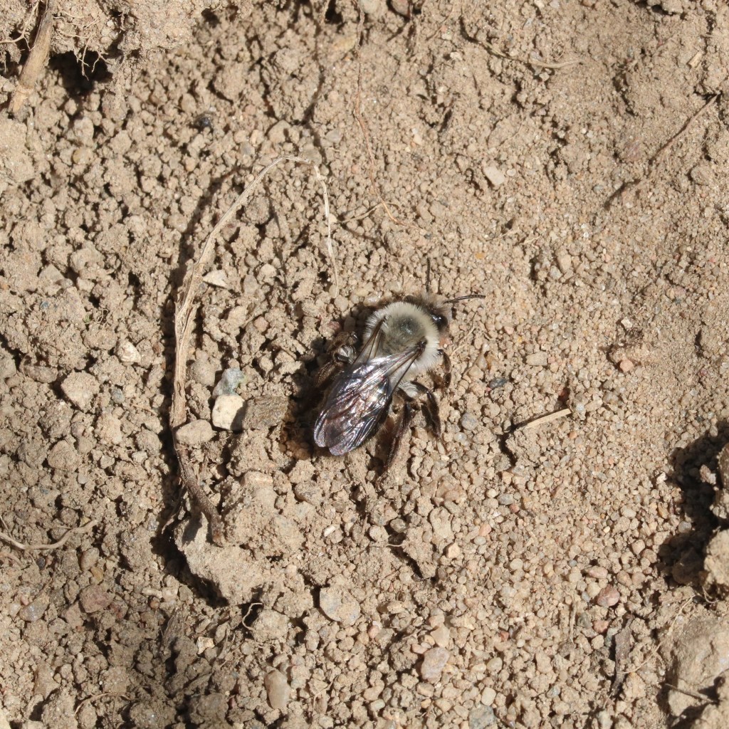 Hembra de Andrena cineraria