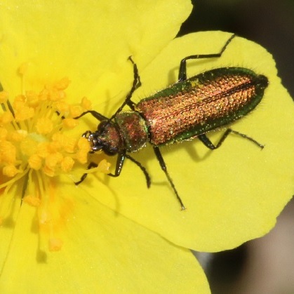 Ejemplar del escarabajo Lobonyx aeneus en una flor de Helianthemum