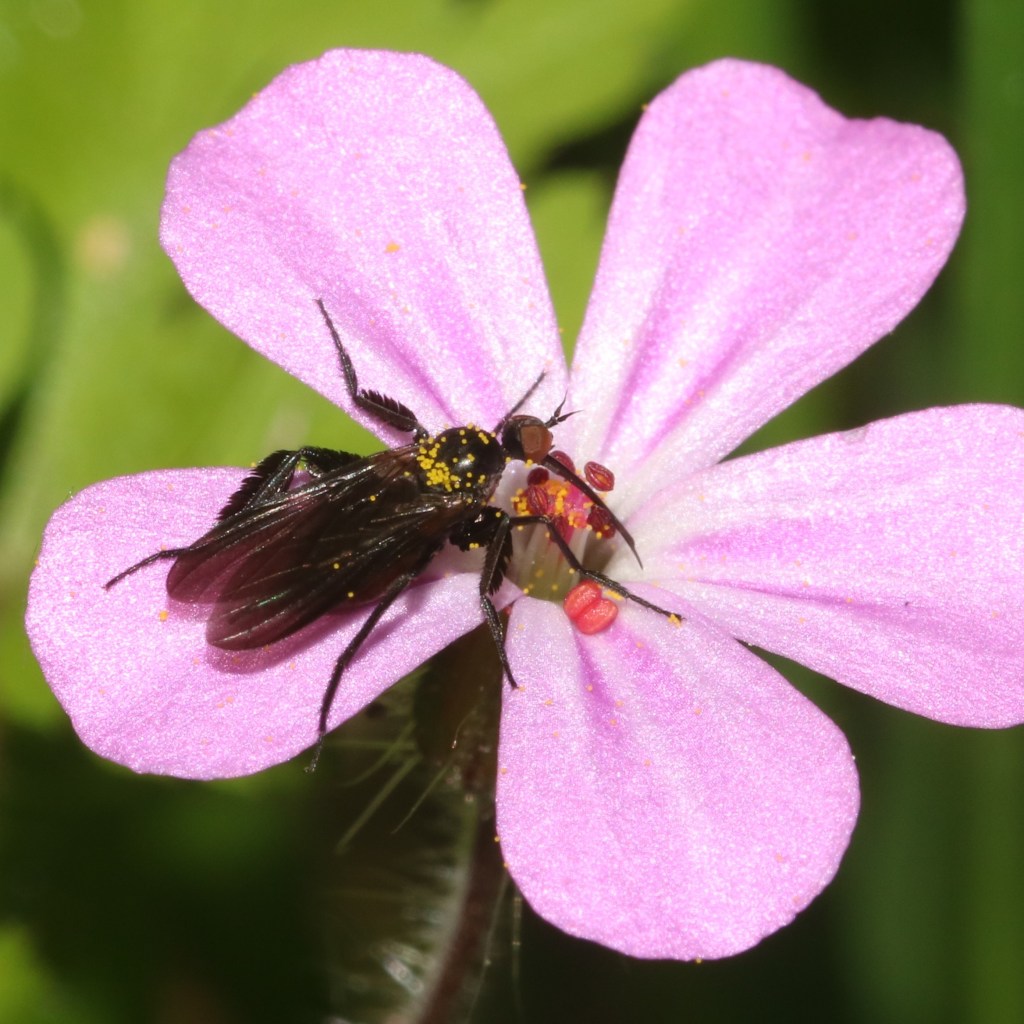 Ejemplar de la mosca Empis pennipes en una flor violeta