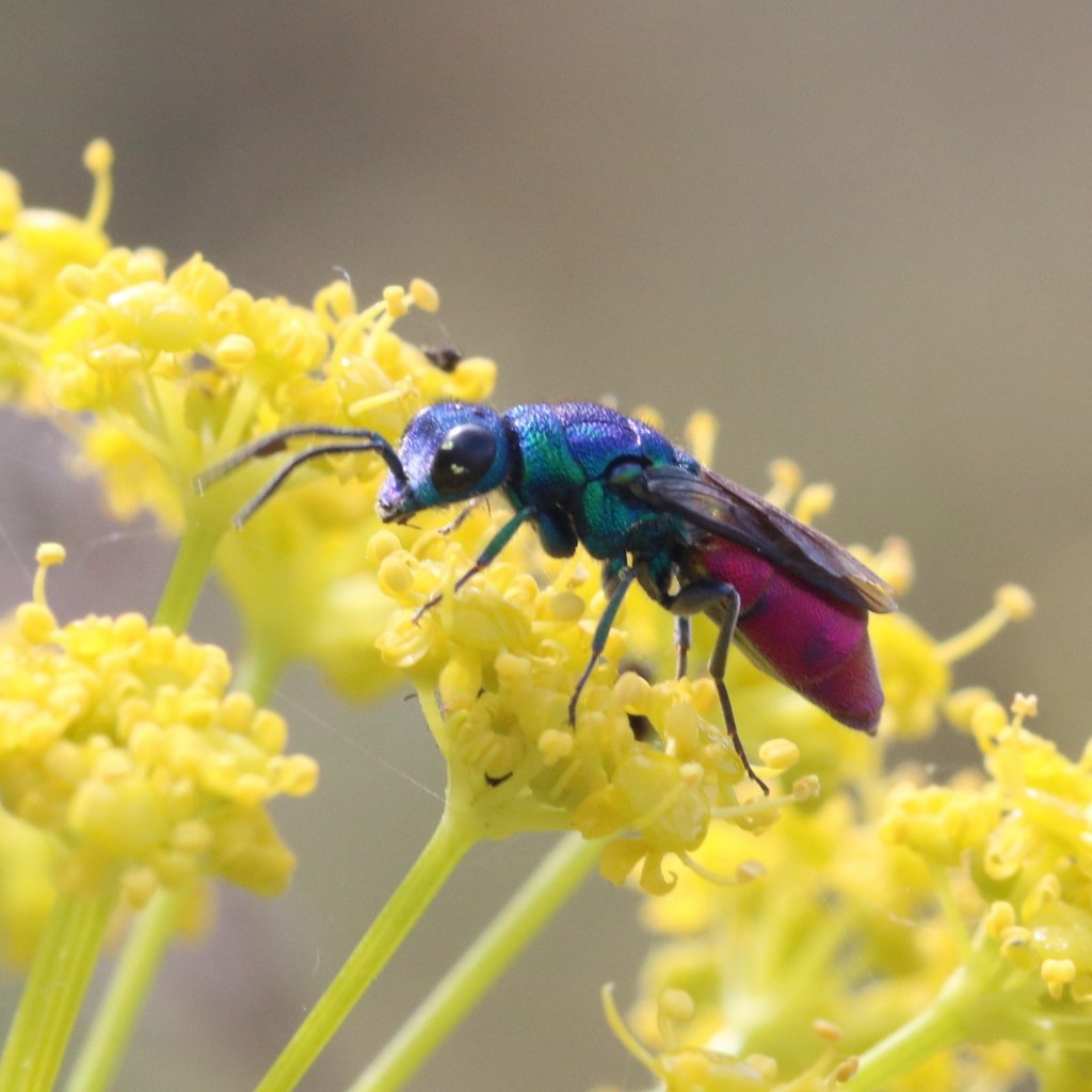 Ejemplar de crisídido
