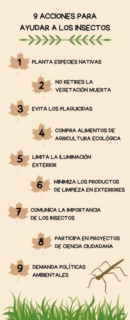 Infografía de acciones para ayudar a los insectos