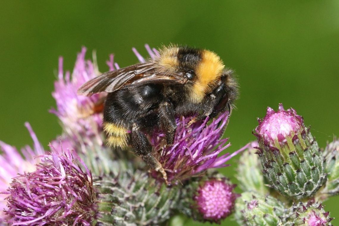 Ejemplar adulto de Bombus campestris