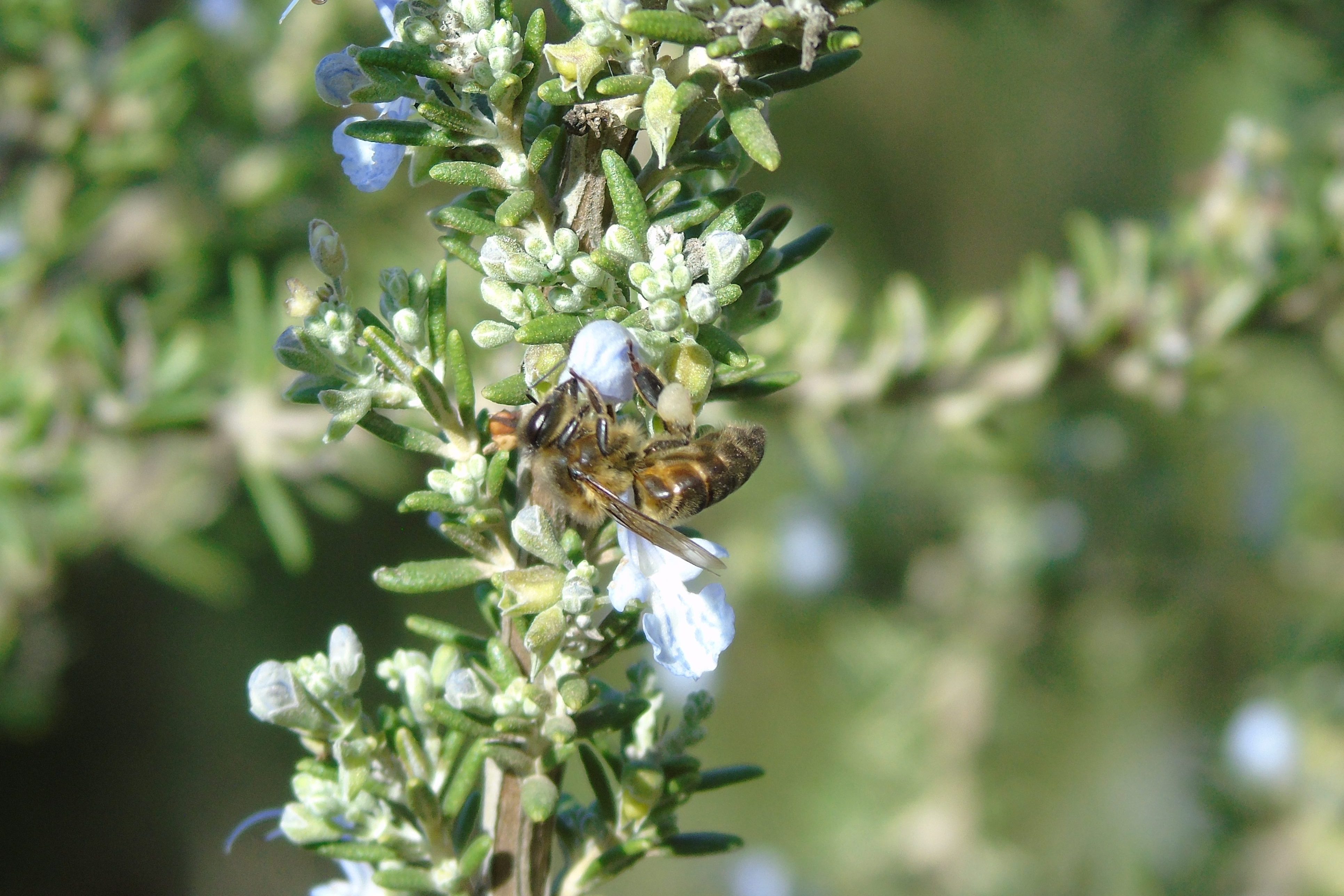 Abeja melífera (Apis mellifera) en una planta de romero