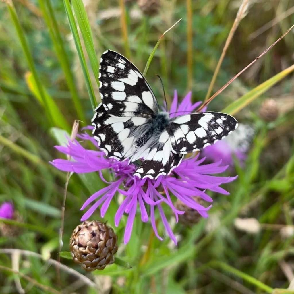 Ejemplar de Melanargia galathea