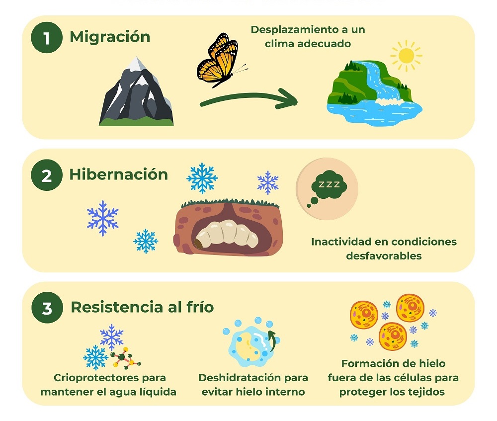Estrategias de los insectos para sobrevivir al invierno