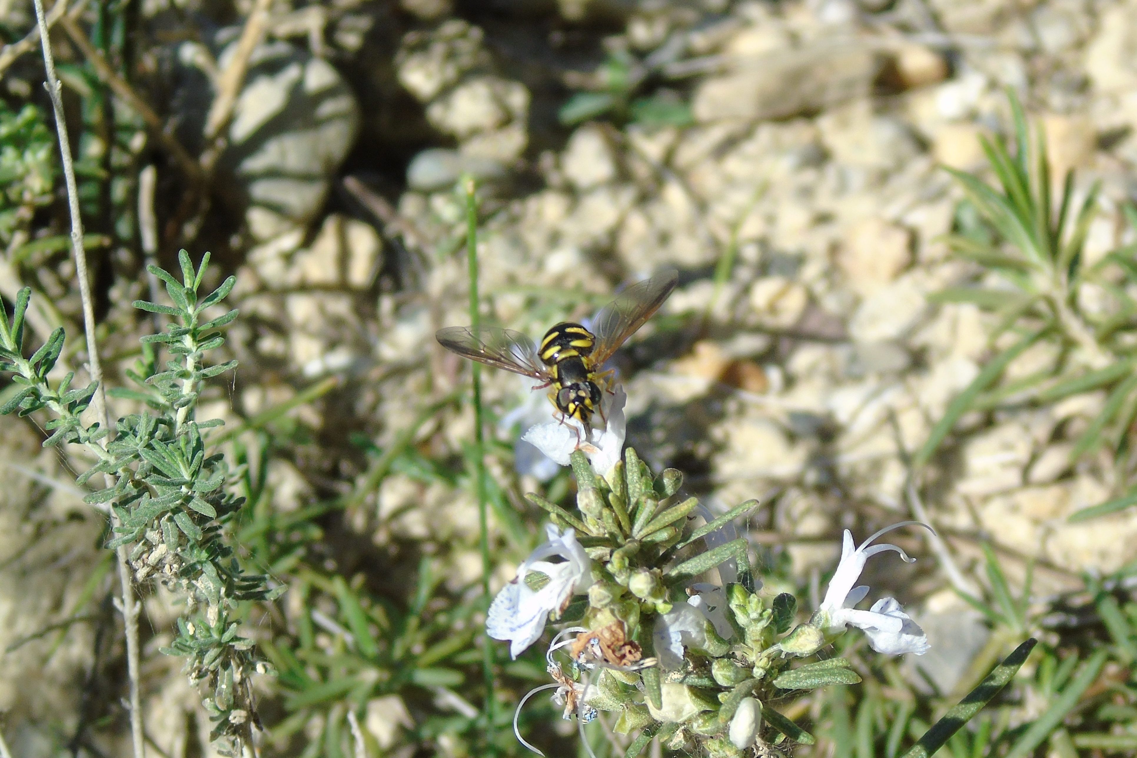 Sírfido (Chrysotoxum sp.) en una planta de romero
