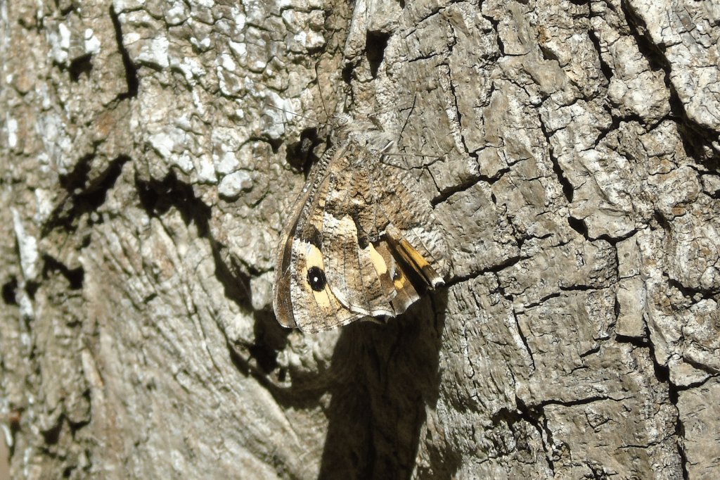 Ejemplar adulto de Hipparchia semele