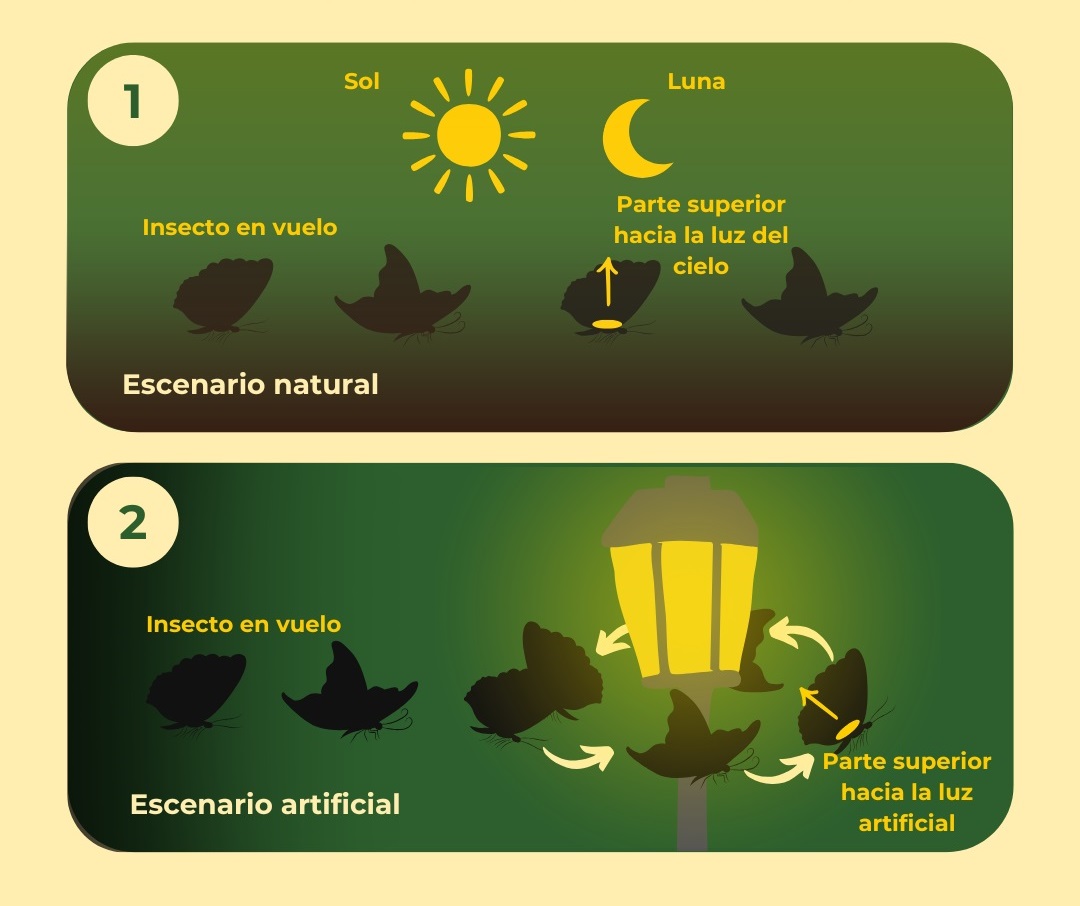 ¿Por qué los insectos vuelan en torno a la luz artificial?