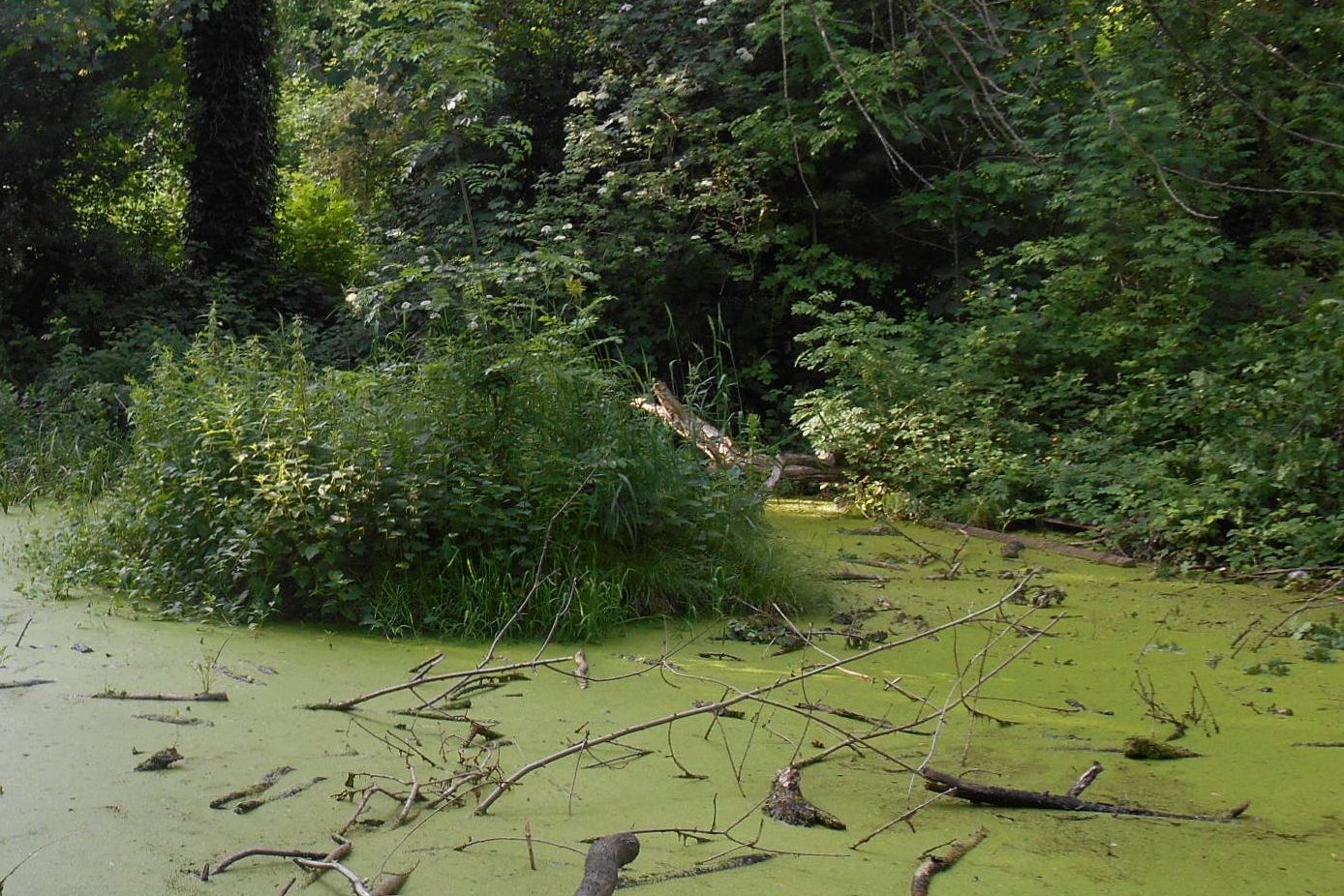 Zona pantanosa de la Turbera de Moseley
