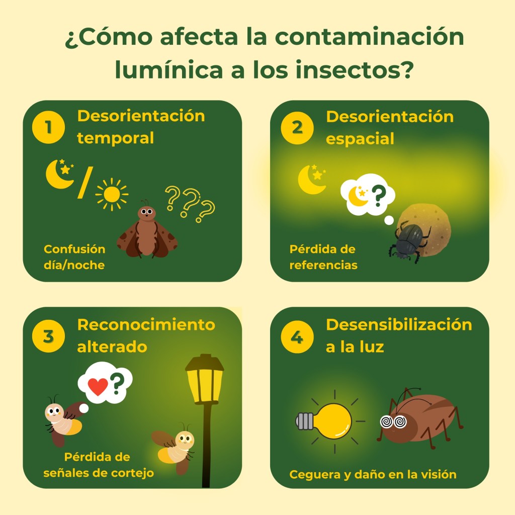 Infografía de los efectos de la contaminación lumínica en los insectos: desorientación temporal, desorientación espacial, reconocimiento alterado y desensibilización a la luz