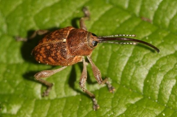 Ejemplar de Curculio glandium