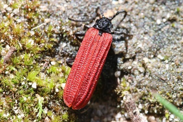 Ejemplar de Pyropterus nigroruber