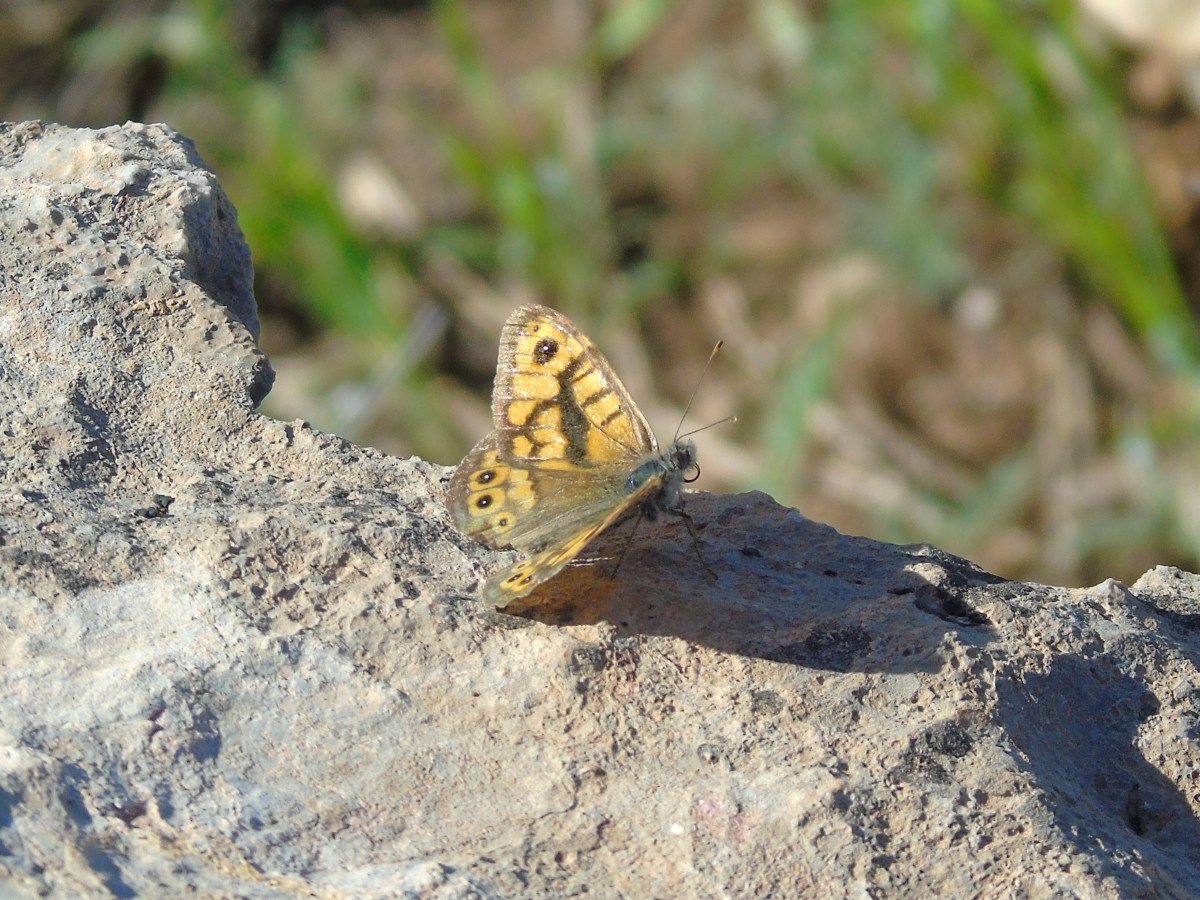 ¿Cómo afecta el cambio climático a los insectos?