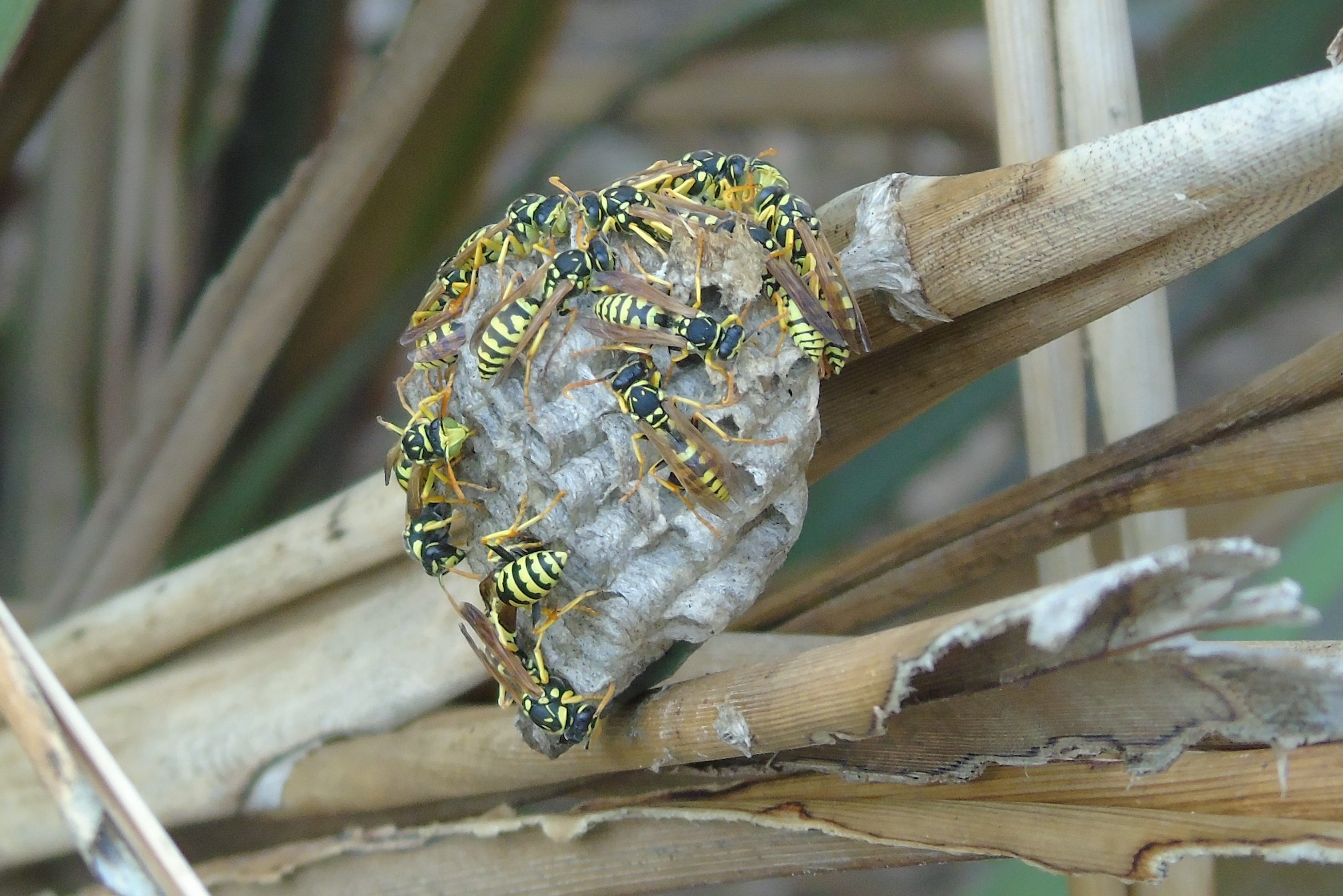 Nido de avispas Polistes