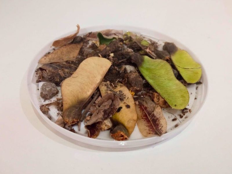 Cómo hacer un bebedero para insectos