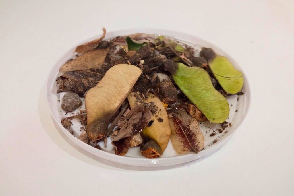 Cómo hacer un bebedero para insectos