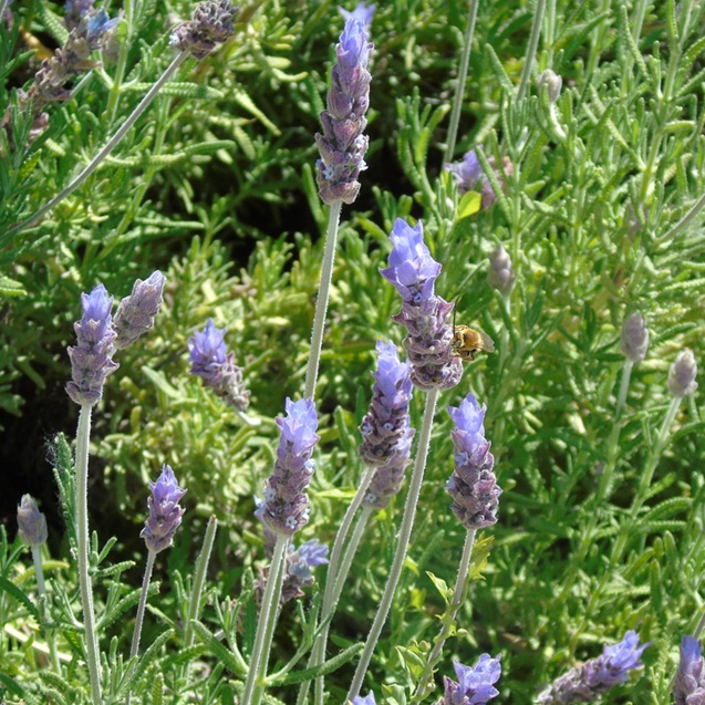 Ramas de lavanda con flores moradas y un abejorro en una planta verde.