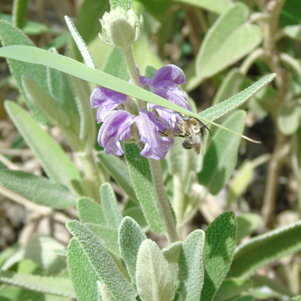 Una abeja sobre una flor morada, rodeada de hojas verdes en un entorno natural.