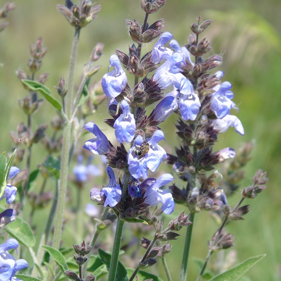 Cinco plantas mediterráneas para atraer polinizadores
