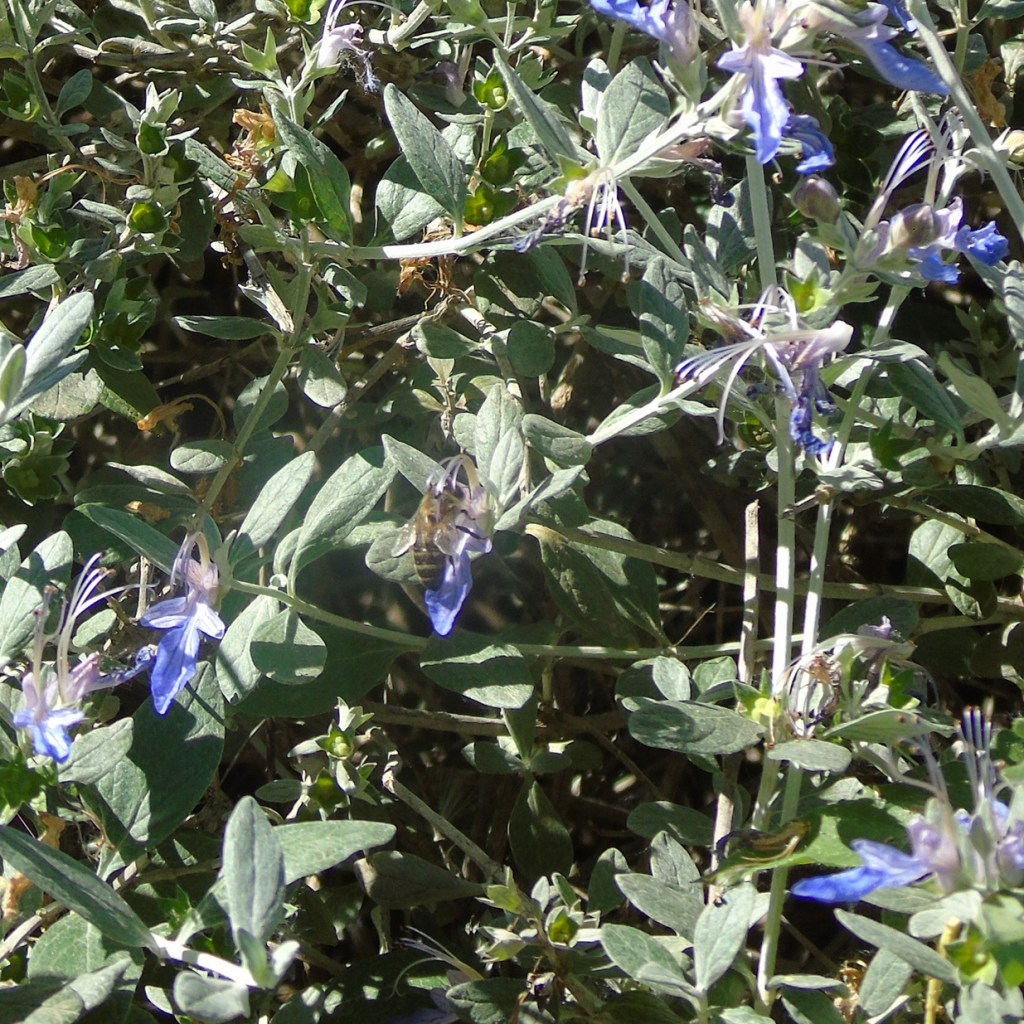 Abeja alimentándose de flores violetas en un arbusto verde.