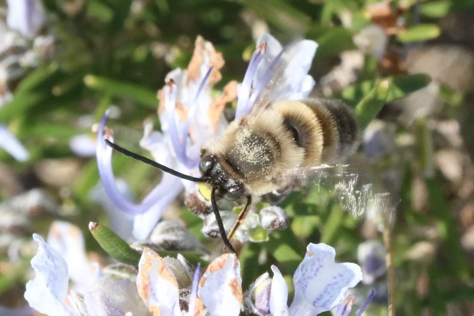 Ayuda a descubrir dónde anidan las abejas silvestres